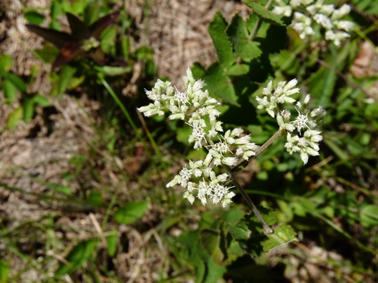 {Eupatorium rotundifolium}